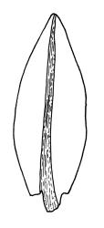 Bryum laevigatum, leaf. Drawn from A.J. Fife 8492, CHR 464732.
 Image: R.C. Wagstaff © Landcare Research 2015 